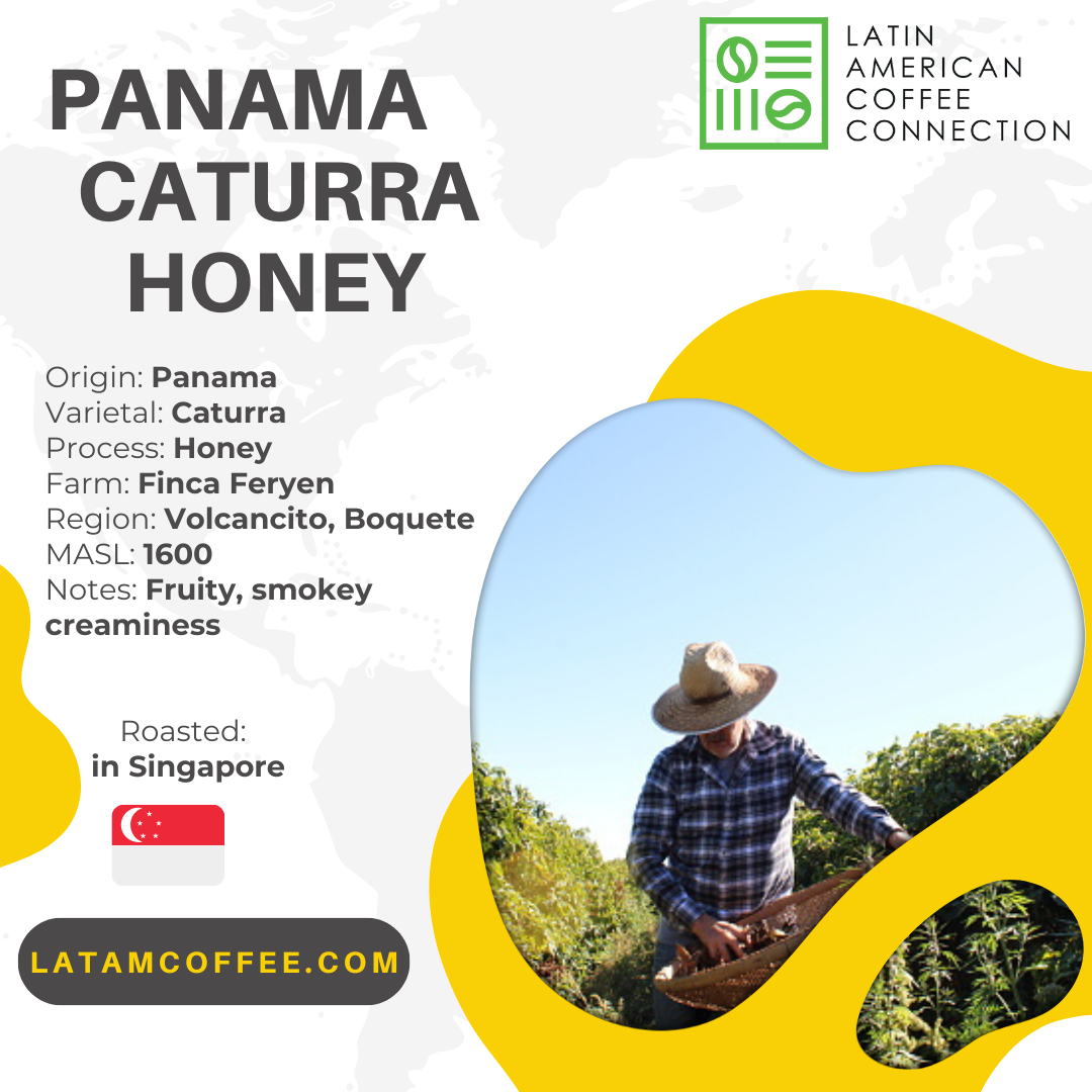 Caturra Honey Specialty Coffee From Panama Finca Feryen 200g caturra-honey-specialty-coffee-from-panama-finca-feryen-200g