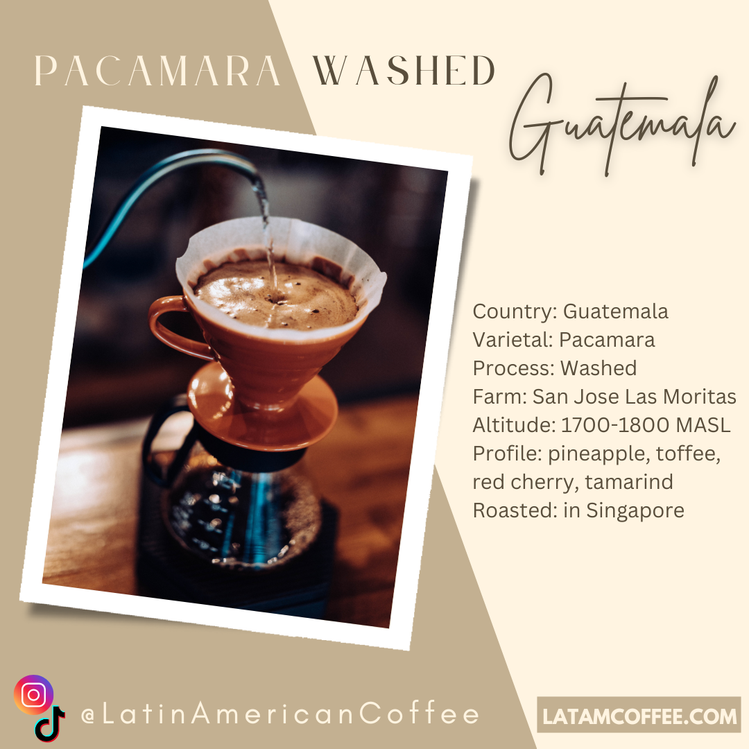 Pacamara Washed - Roasted Arabica Coffee from Guatemala - San Jose Las Moritas Farm 200g